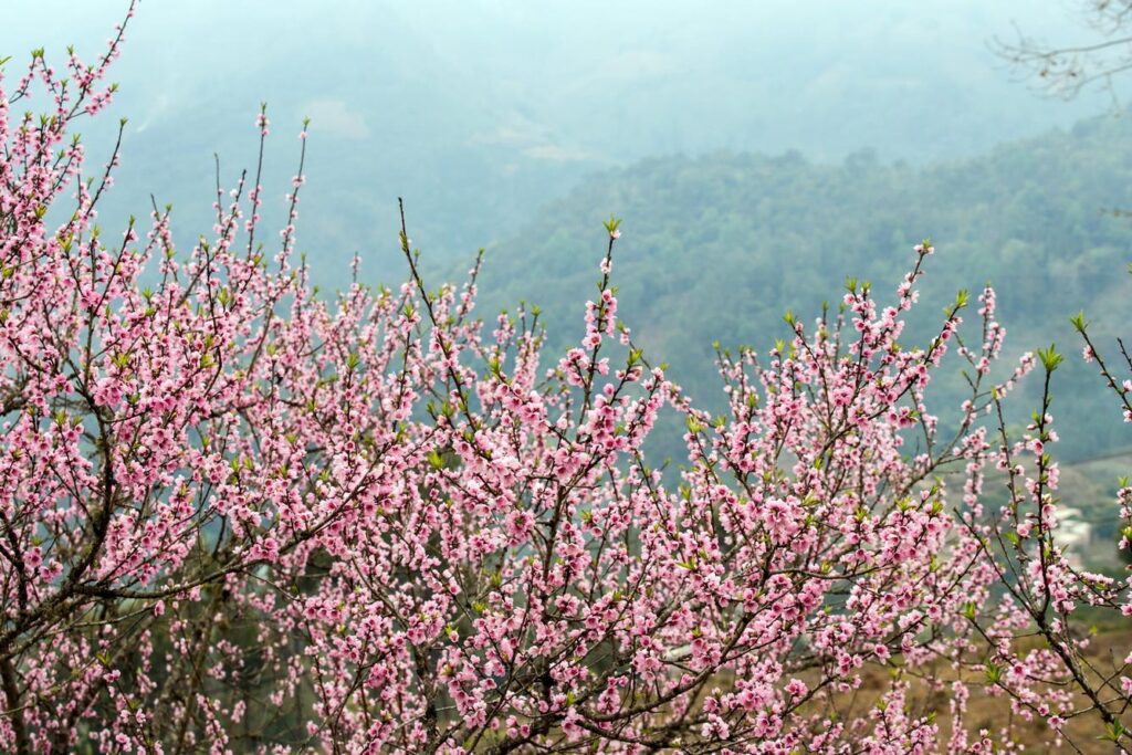 hoa-dao-hoa-chung-tet