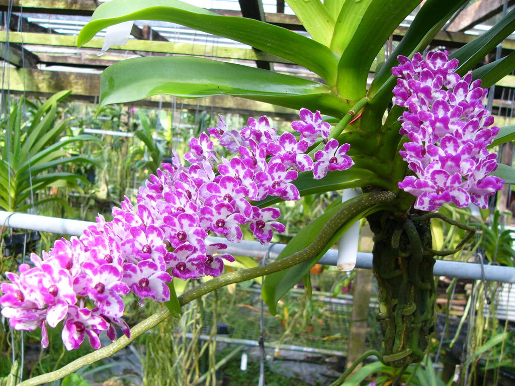 hoa-lan-hoa-chung-tet