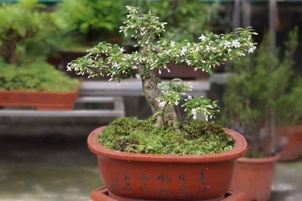 hoa-mai-chieu-thuy-tet-chung-hoa